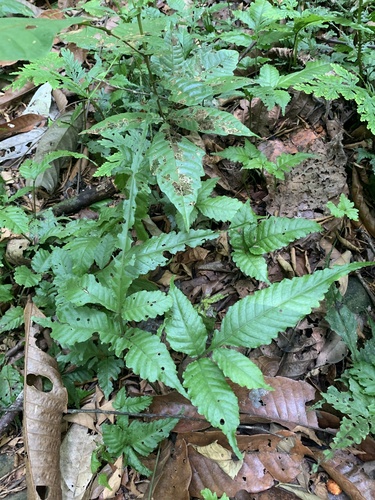 Bolbitis heteroclita observed 2026-08-08