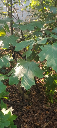 Norway maple