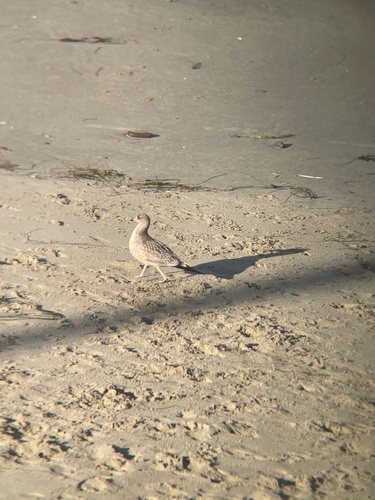 iNaturalist observation photo of California Gull