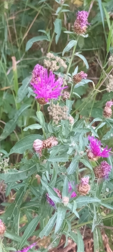 Brown Knapweed