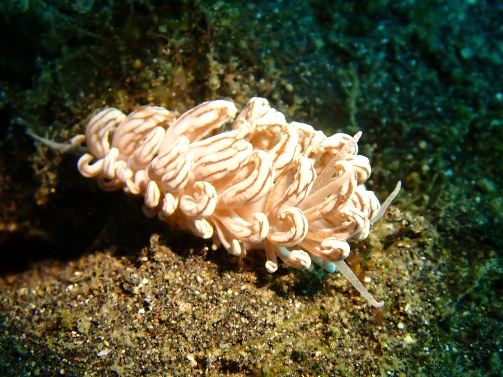 Beaded Soft Coral Eater