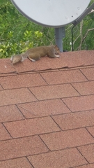 Sciurus carolinensis