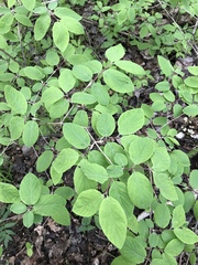 Lonicera xylosteum