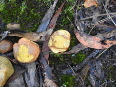 Zelleromyces