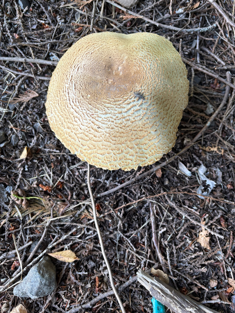 The Prince · August 2026 · photo: Photo: (c) Arden Hoover, some rights reserved (CC BY) · iNaturalist