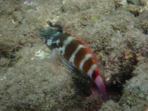 Cirrhitops fasciatus observed 2026-08-19