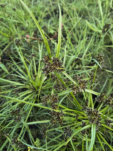 Brown Flatsedge