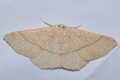 Cyclophora suppunctaria