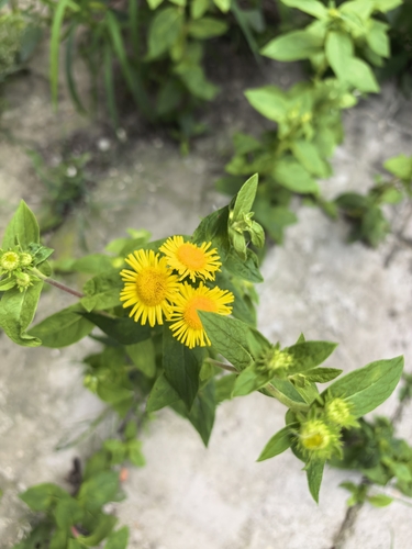 Oriental yellowhead