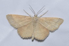 Idaea rufaria