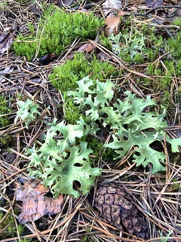 Iceland Lichen