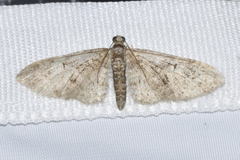 Eupithecia abbreviata