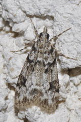 Eudonia delunella