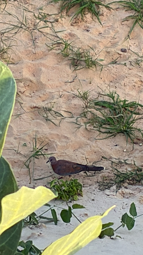 Laughing Dove