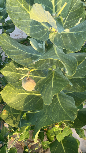 giant milkweed