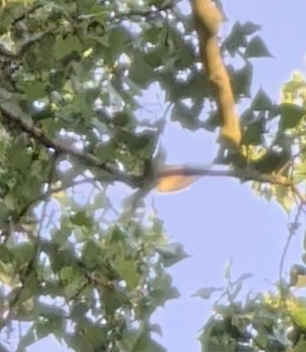 European Bee-eater