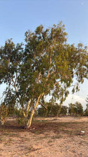 River Red Gum