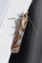 Ancylosis cinnamomella