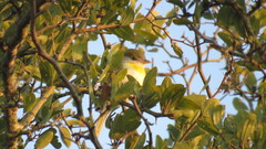 Pachyramphus viridis