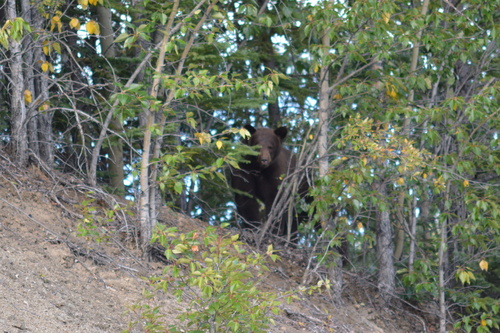 American Black Bear