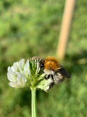 Bombus