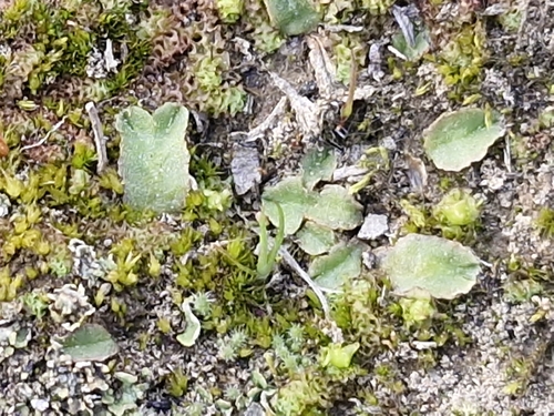 Riccia cartilaginosa