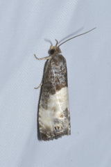 Notocelia cynosbatella