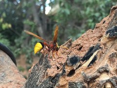 Delta pyriforme pyriforme