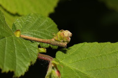 Phytoptus avellanae