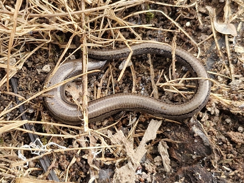 Eastern Three-toed Earless Skink