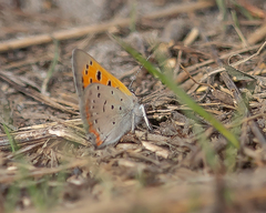 Lycaena phlaeas hypophlaeas