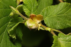 Phytoptus avellanae