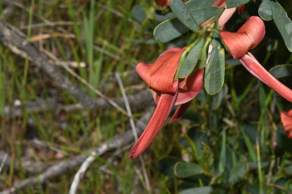 Templetonia retusa; photograph (c) James (Jim) Duggan, some rights reserved (CC BY)