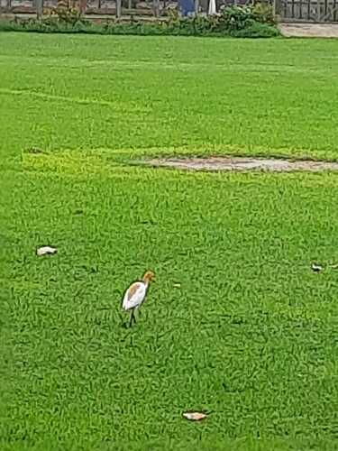 Eastern Cattle-Egret