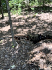 Hemileuca maia