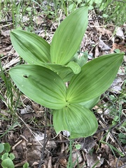 Veratrum lobelianum