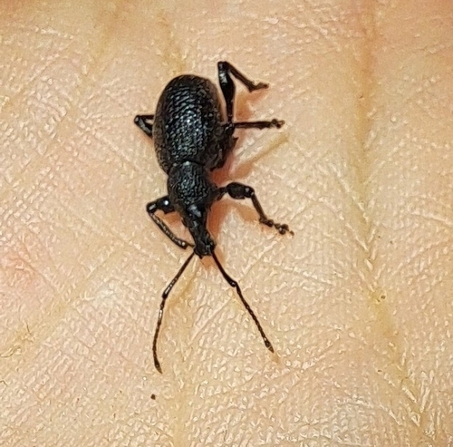 Otiorhynchus armatus