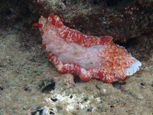 Hexabranchus observed 2026-08-19