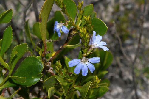 Scaevola crassifolia, photograph 5