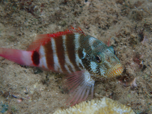 Cirrhitops fasciatus observed 2026-08-19