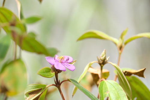 Malabar Melastome
