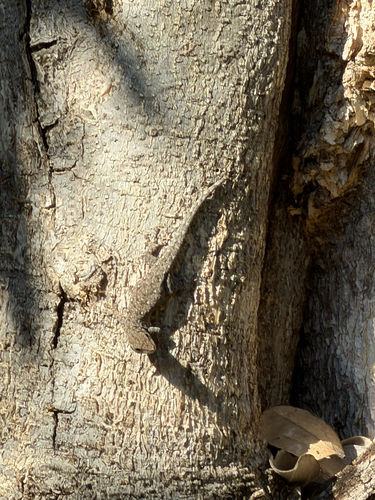 Chobe Dwarf Gecko