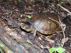 Kinosternon creaseri