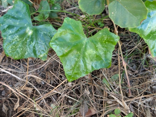 Coccinia grandis observed 2026-08-19