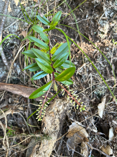Veronica bishopiana observed 2026-08-20