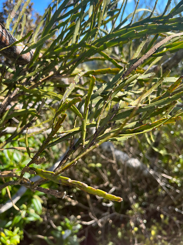 Carmichaelia australis observed 2026-08-20