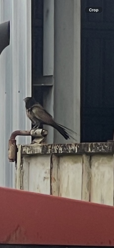 Pheasant Coucal
