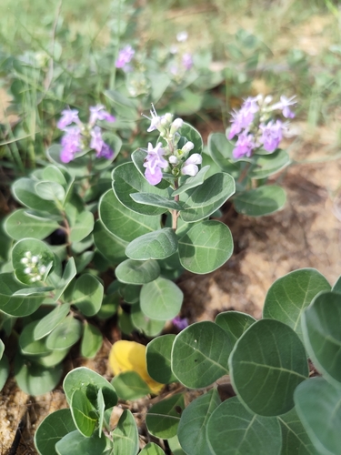 Beach Vitex