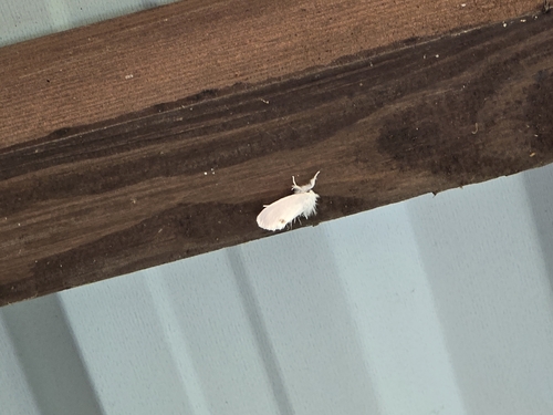 Swan Moth