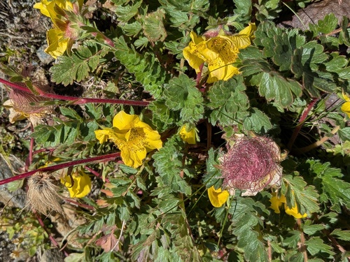 Geum reptans, photograph 3